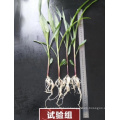 X-Humate Iba Rooting Hormones Iba Agrochemical